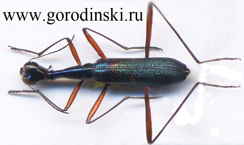 http://www.gorodinski.ru/cicindela/Neocollyris metallica.jpg